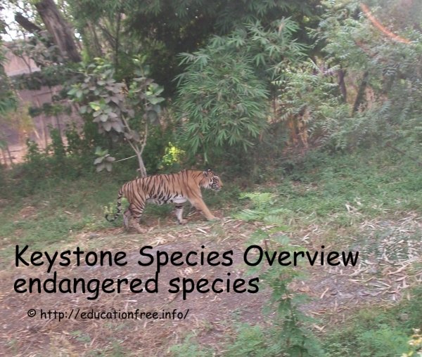 Keystone Species Overview